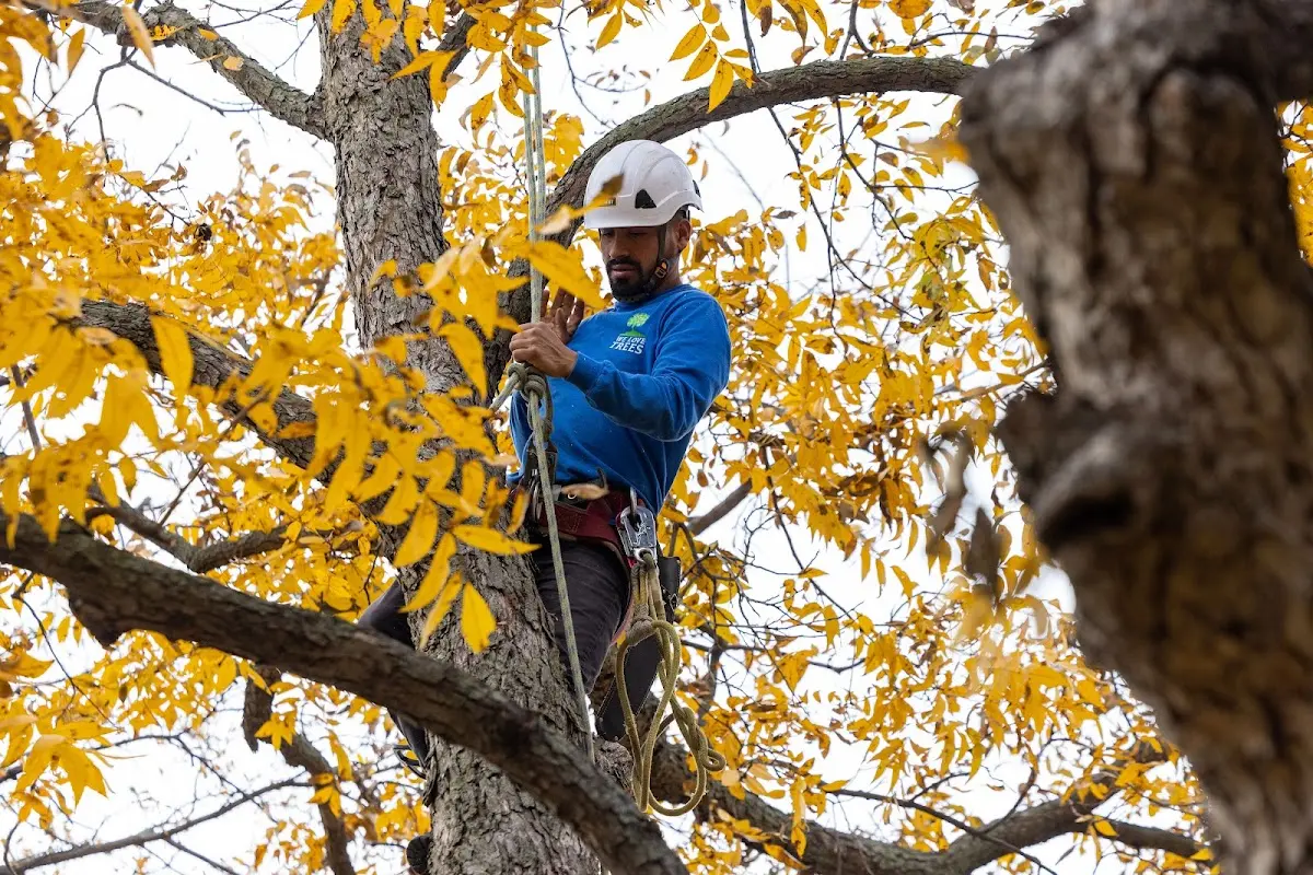 Skilled Tree Pruning crew working in Chamberlain